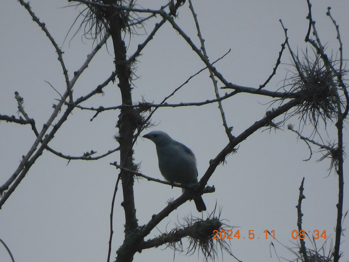 Blue-gray Tanager - Valery Yalena Motavita Celis