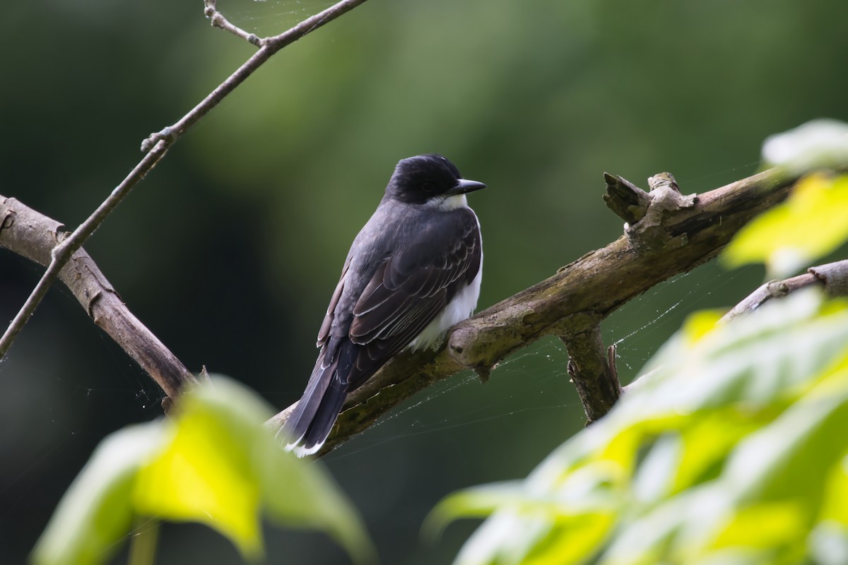 Eastern Kingbird - ML618821737