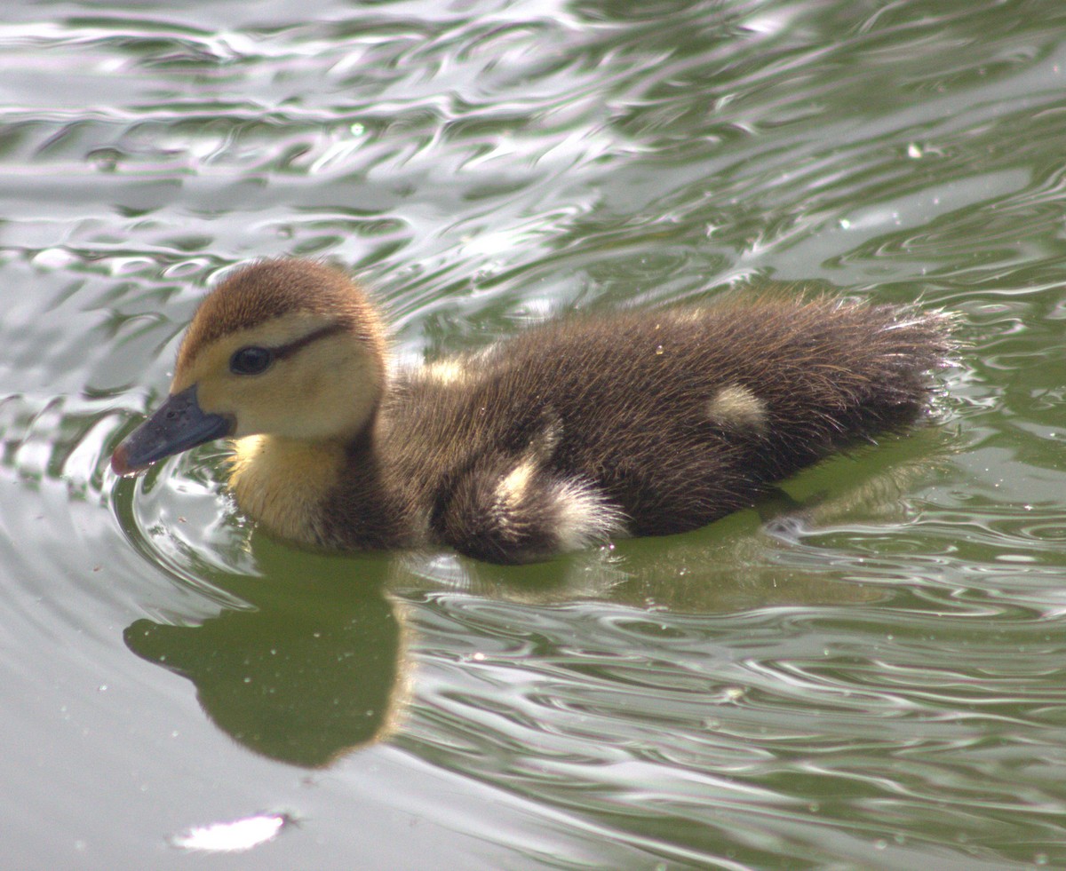 Muscovy Duck (Domestic type) - ML618821745