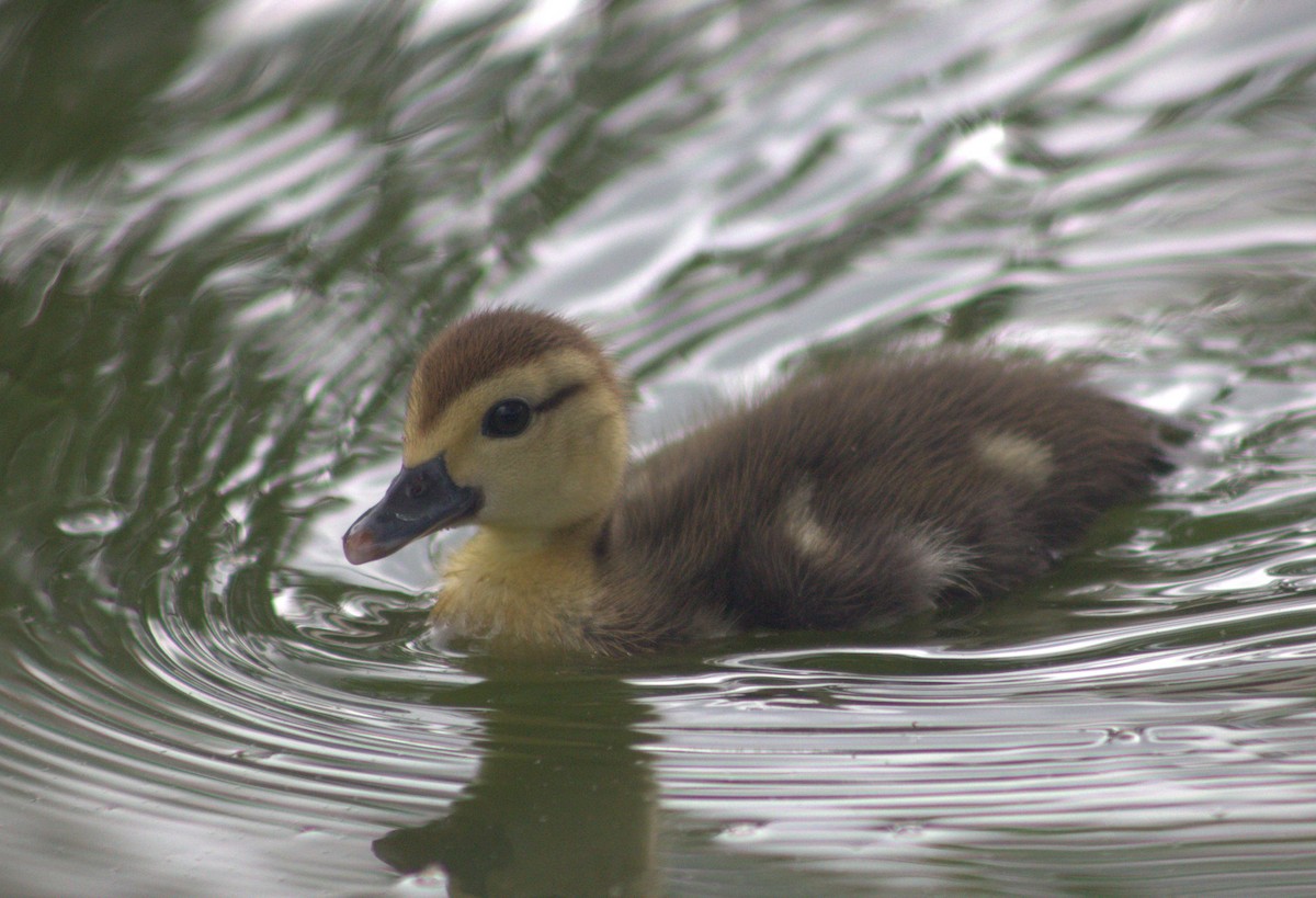 Muscovy Duck (Domestic type) - ML618821746