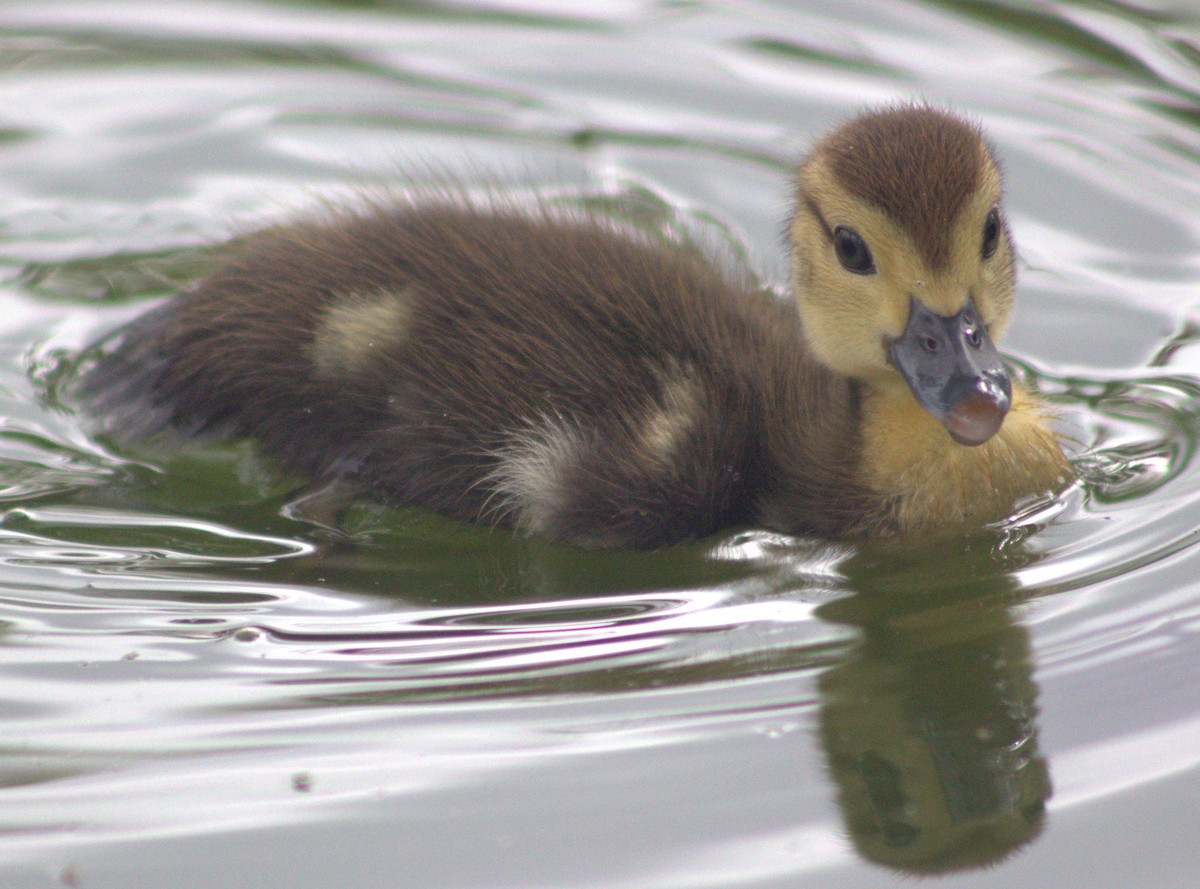 Muscovy Duck (Domestic type) - ML618821747