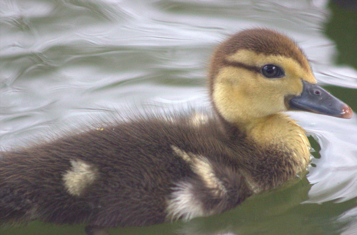 Muscovy Duck (Domestic type) - ML618821750