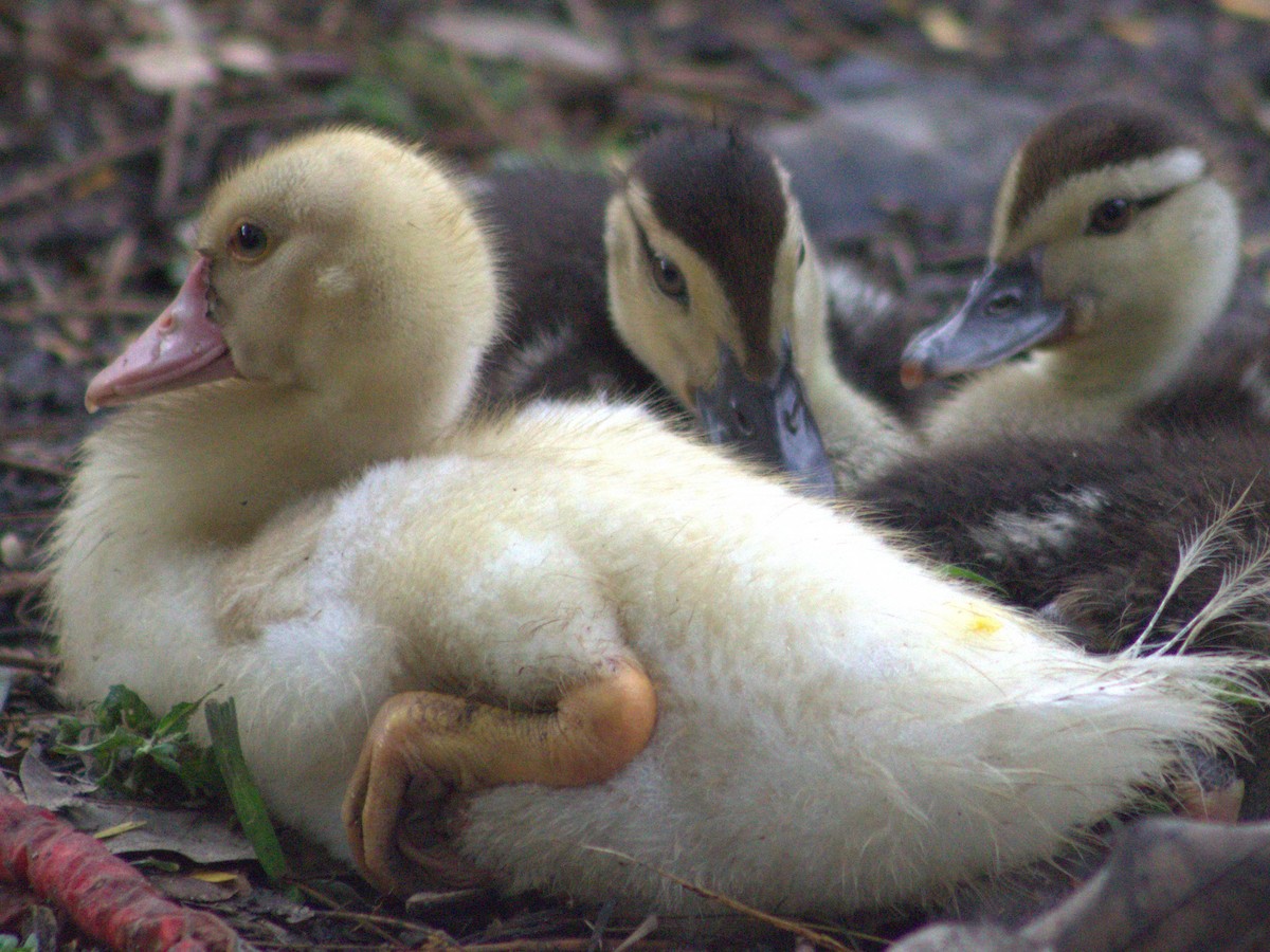 Muscovy Duck (Domestic type) - ML618821754