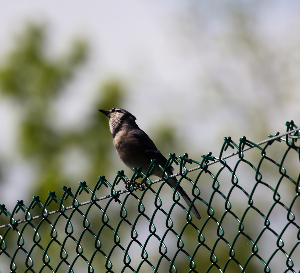 Blue Jay - ML618821758