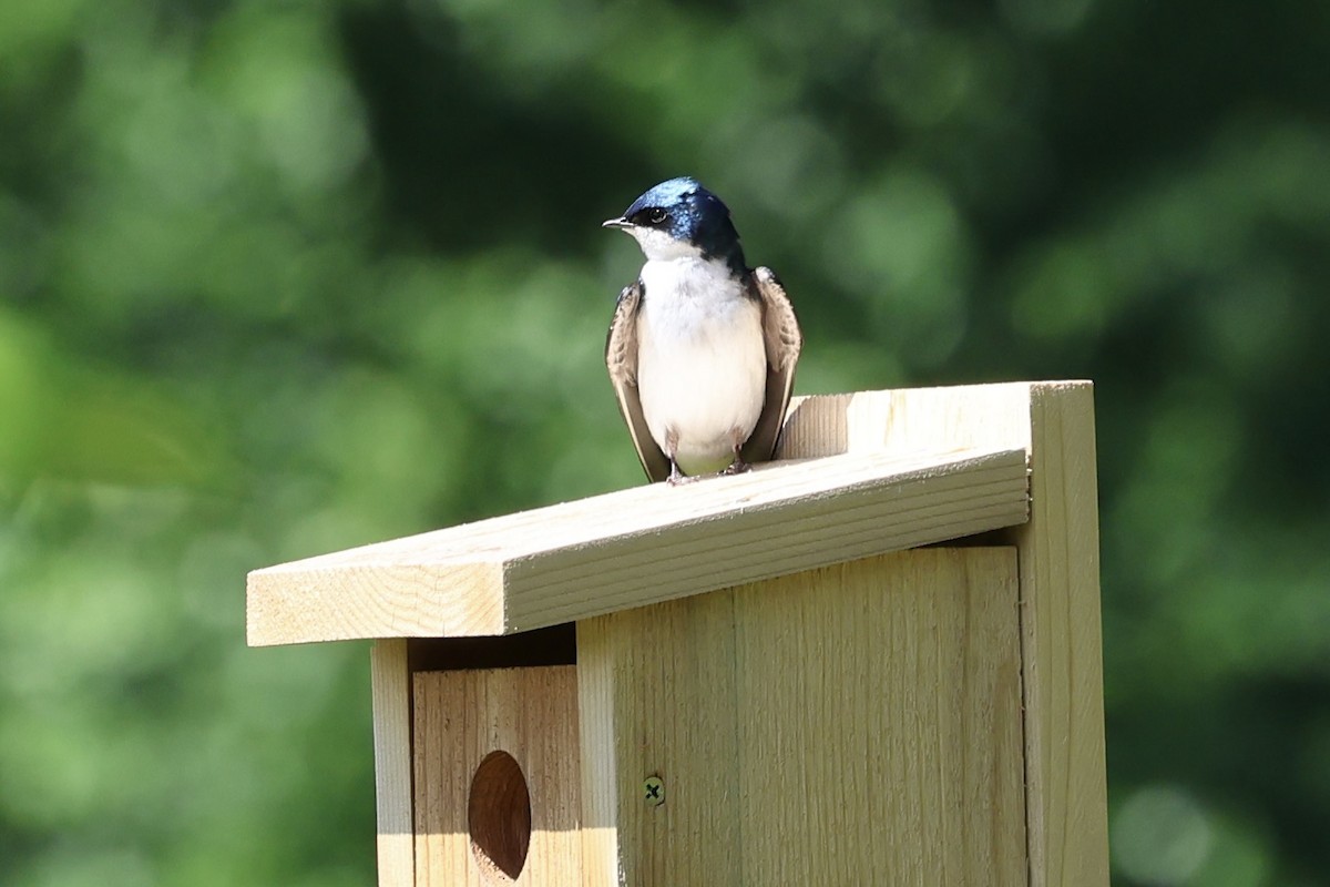 Tree Swallow - Anonymous