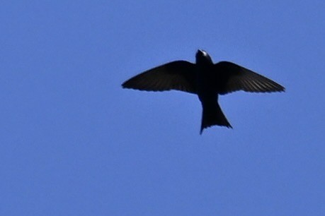 Purple Martin - france dallaire