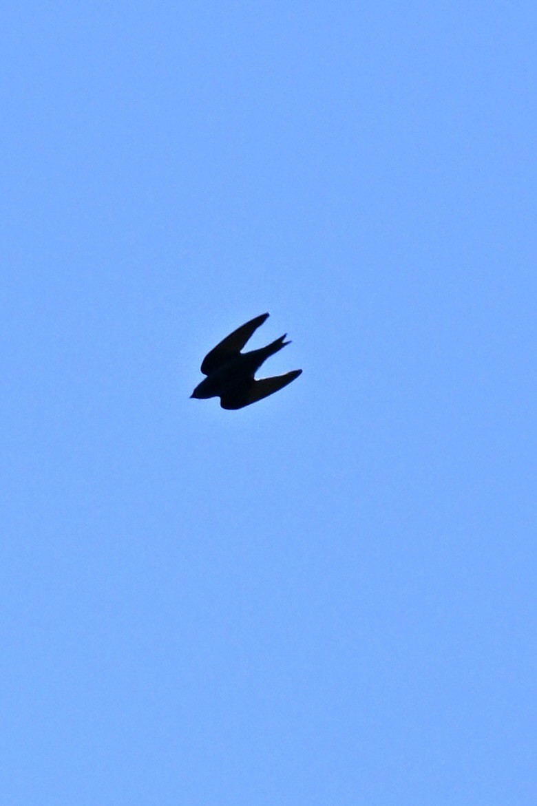 Purple Martin - france dallaire