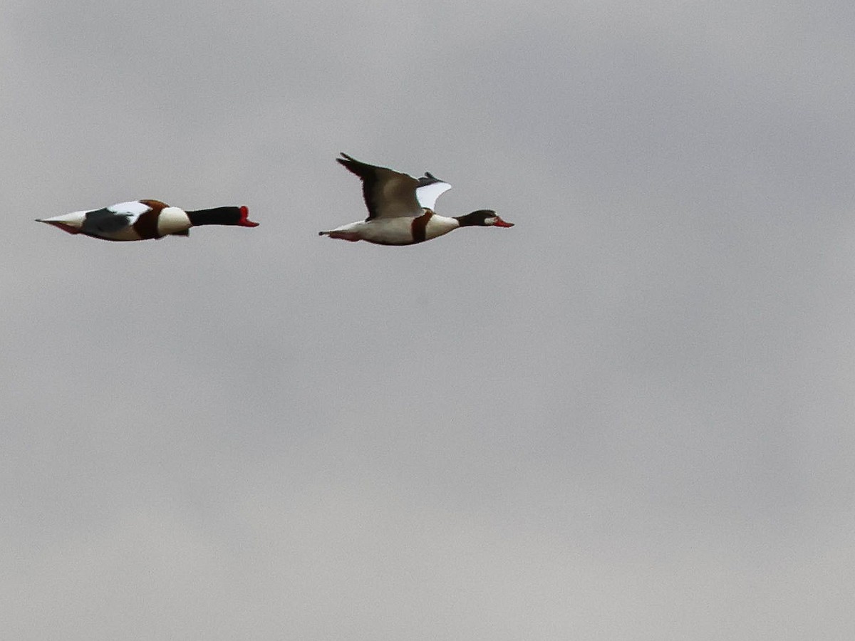 Common Shelduck - ML618821773