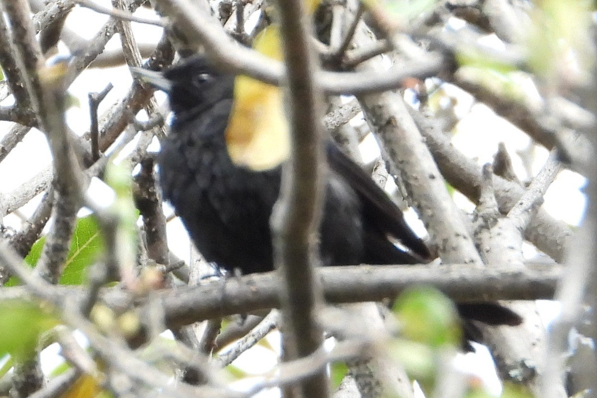 Black Flowerpiercer - Licinio Garrido Hoyos