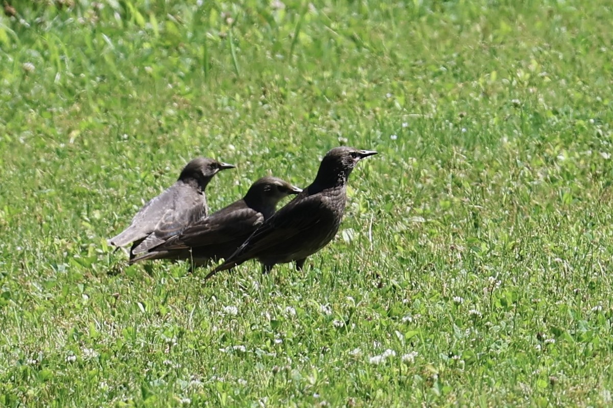 Common Grackle - Anonymous