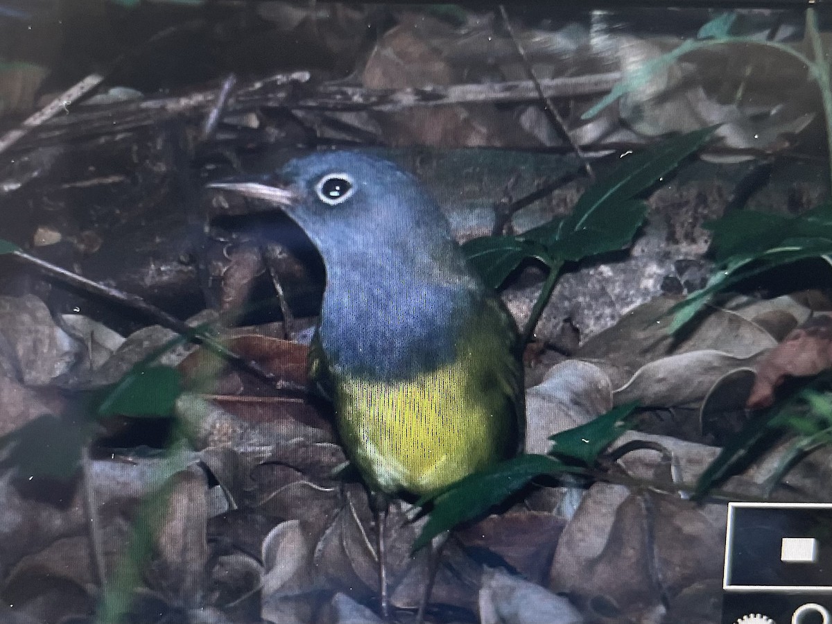 Connecticut Warbler - ML618821781