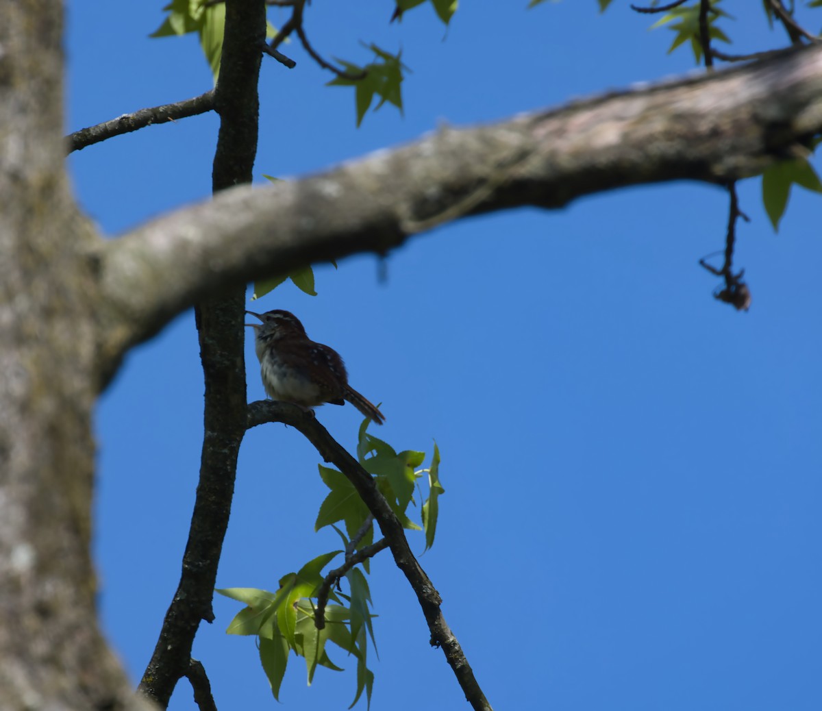 Carolina Wren - ML618821792