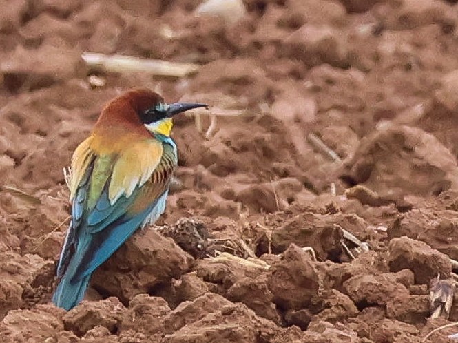 European Bee-eater - Muammer Ülker