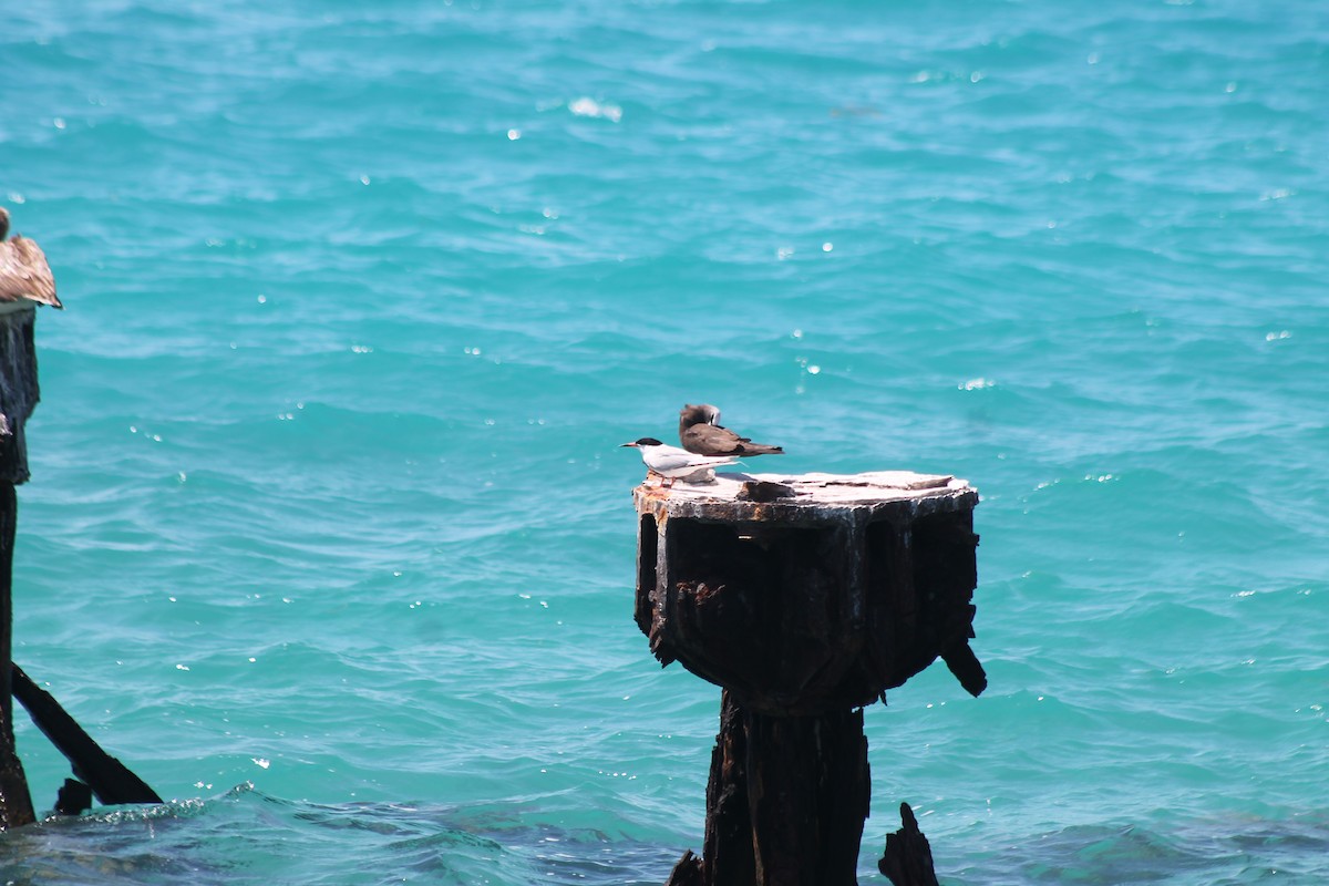 Roseate Tern - eric elvert