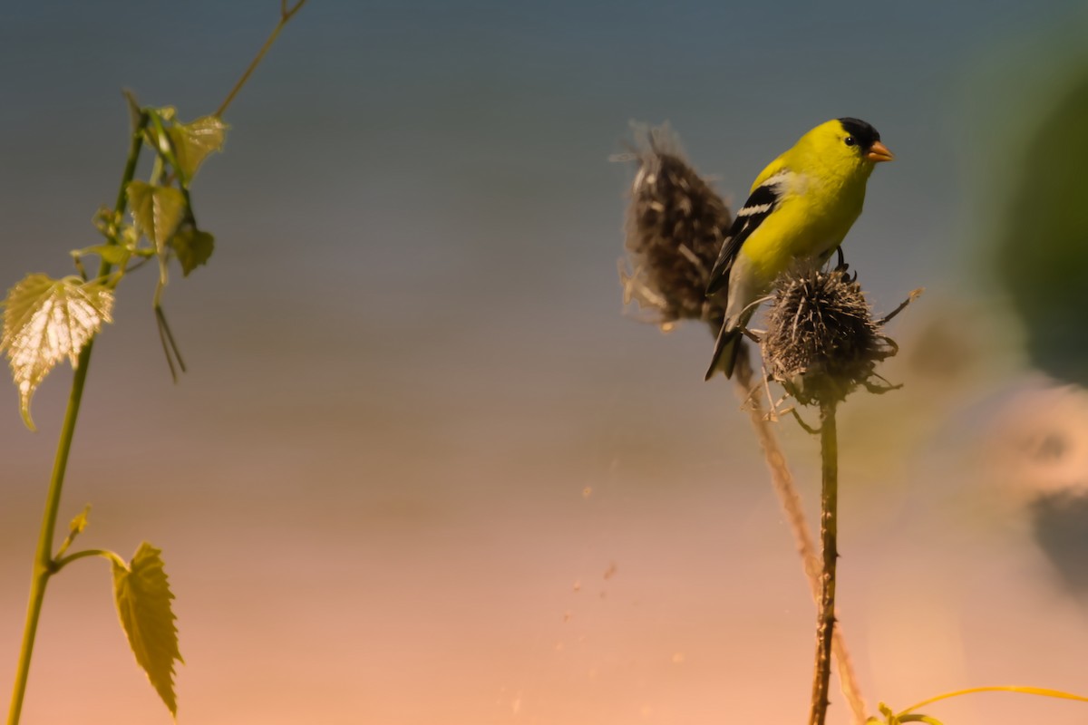 American Goldfinch - Theodore Brown