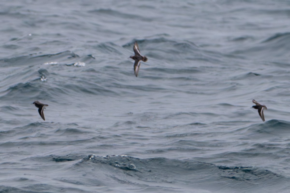 Red Phalarope - Tanya Smythe