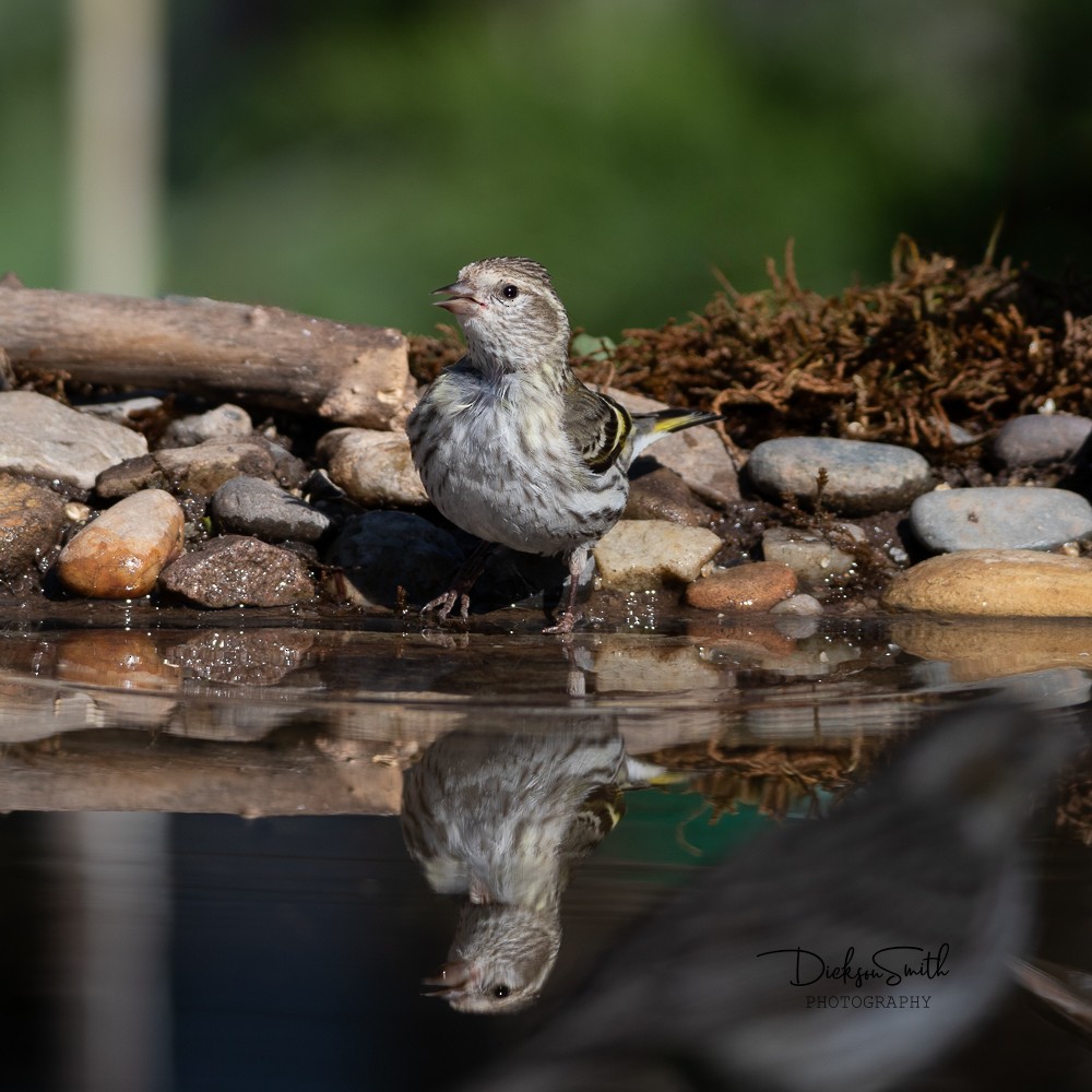 Pine Siskin - Dickson Smith