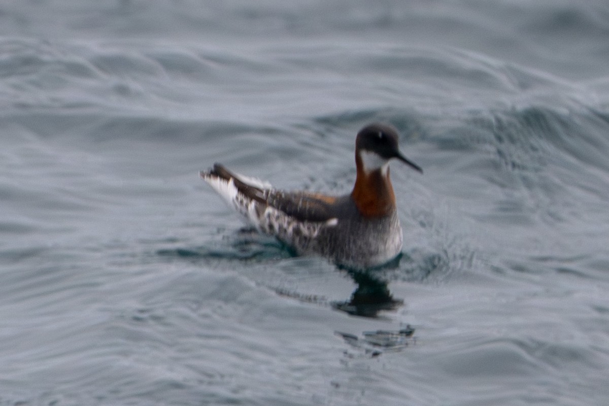 Red-necked Phalarope - Tanya Smythe