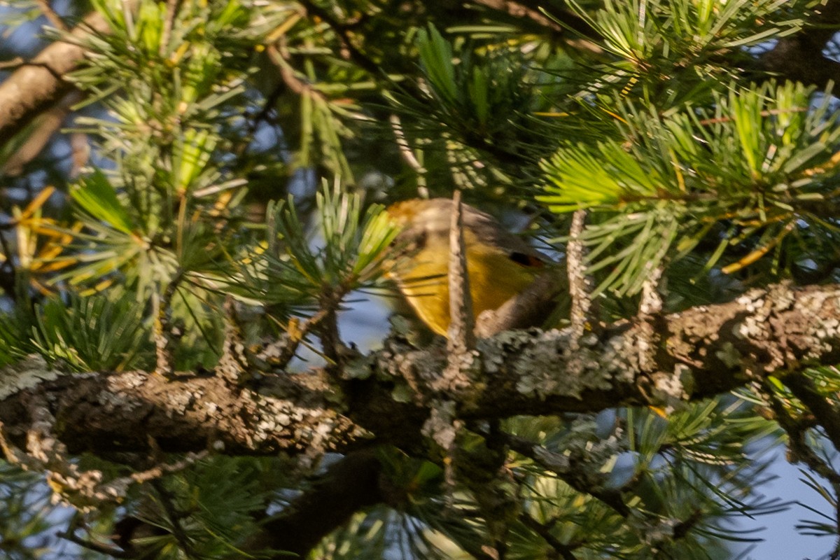 Chestnut-tailed Minla - Vivek Saggar