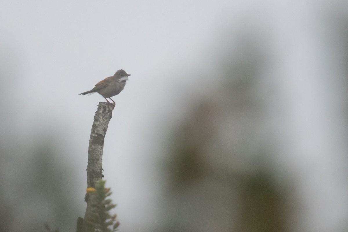 Greater Whitethroat - ML618821844