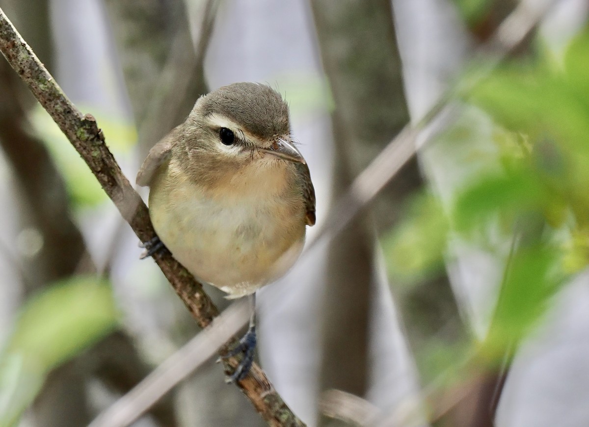 Philadelphia/Warbling Vireo - Ken Winkler