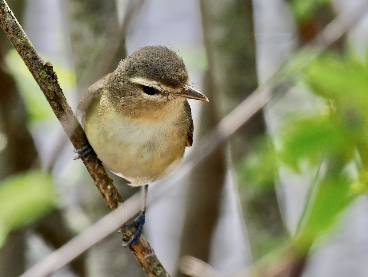 Philadelphia/Warbling Vireo - Ken Winkler