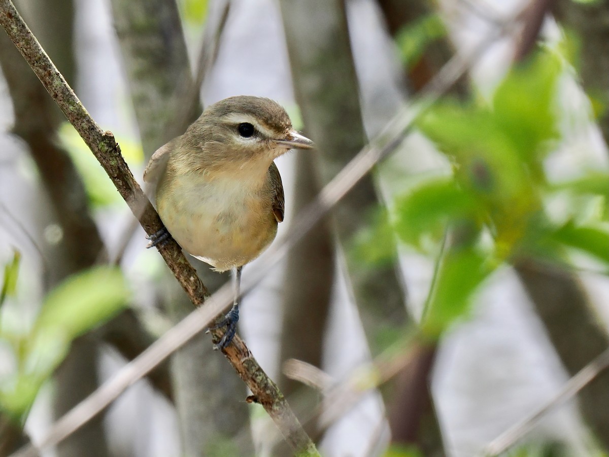 Philadelphia/Warbling Vireo - Ken Winkler