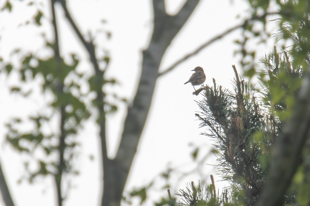 Tree Pipit - David Campbell