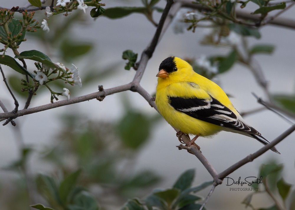 American Goldfinch - Dickson Smith