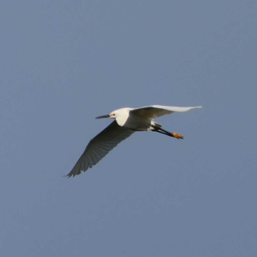 Snowy Egret - Nathan Stimson