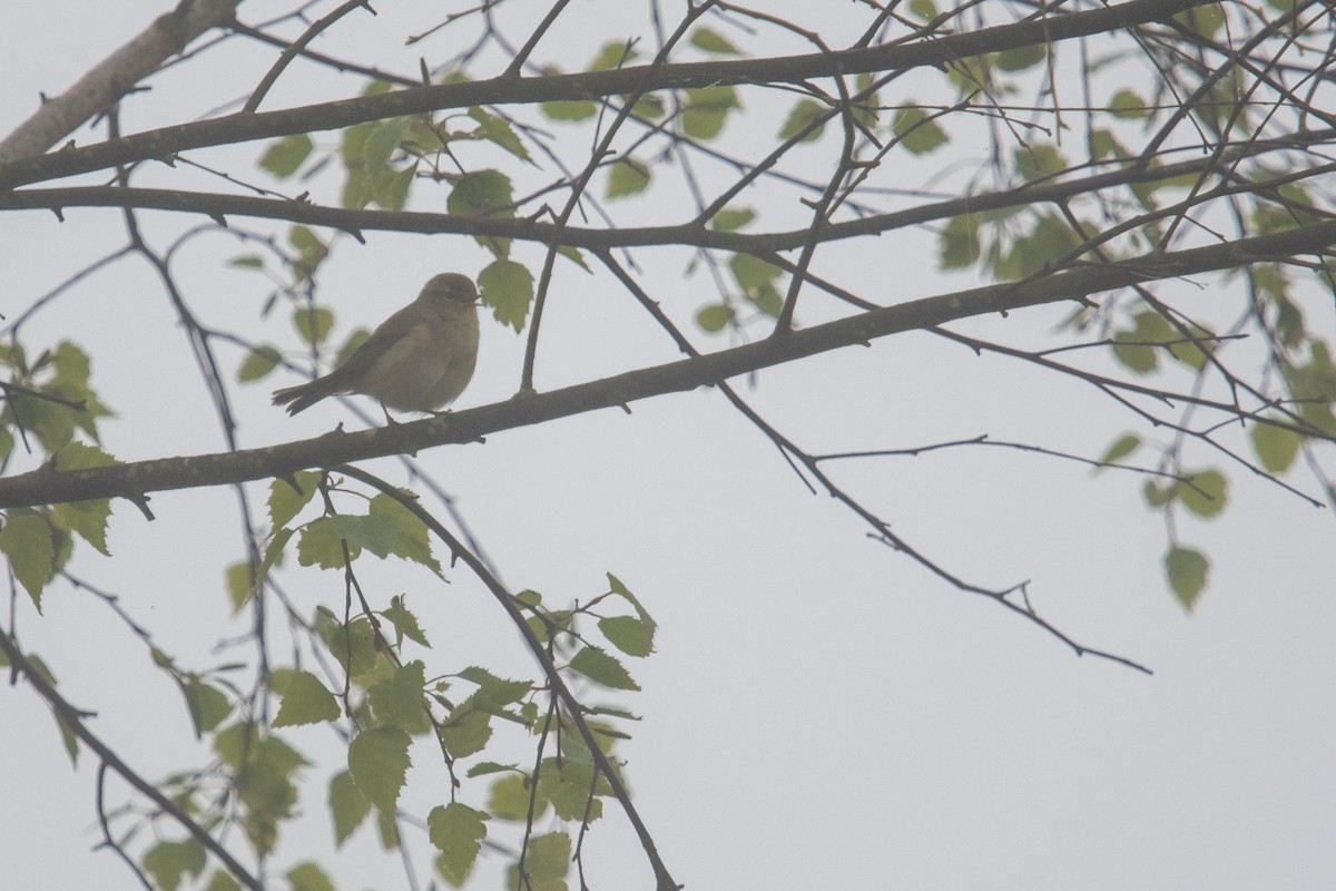 Common Chiffchaff - ML618821866