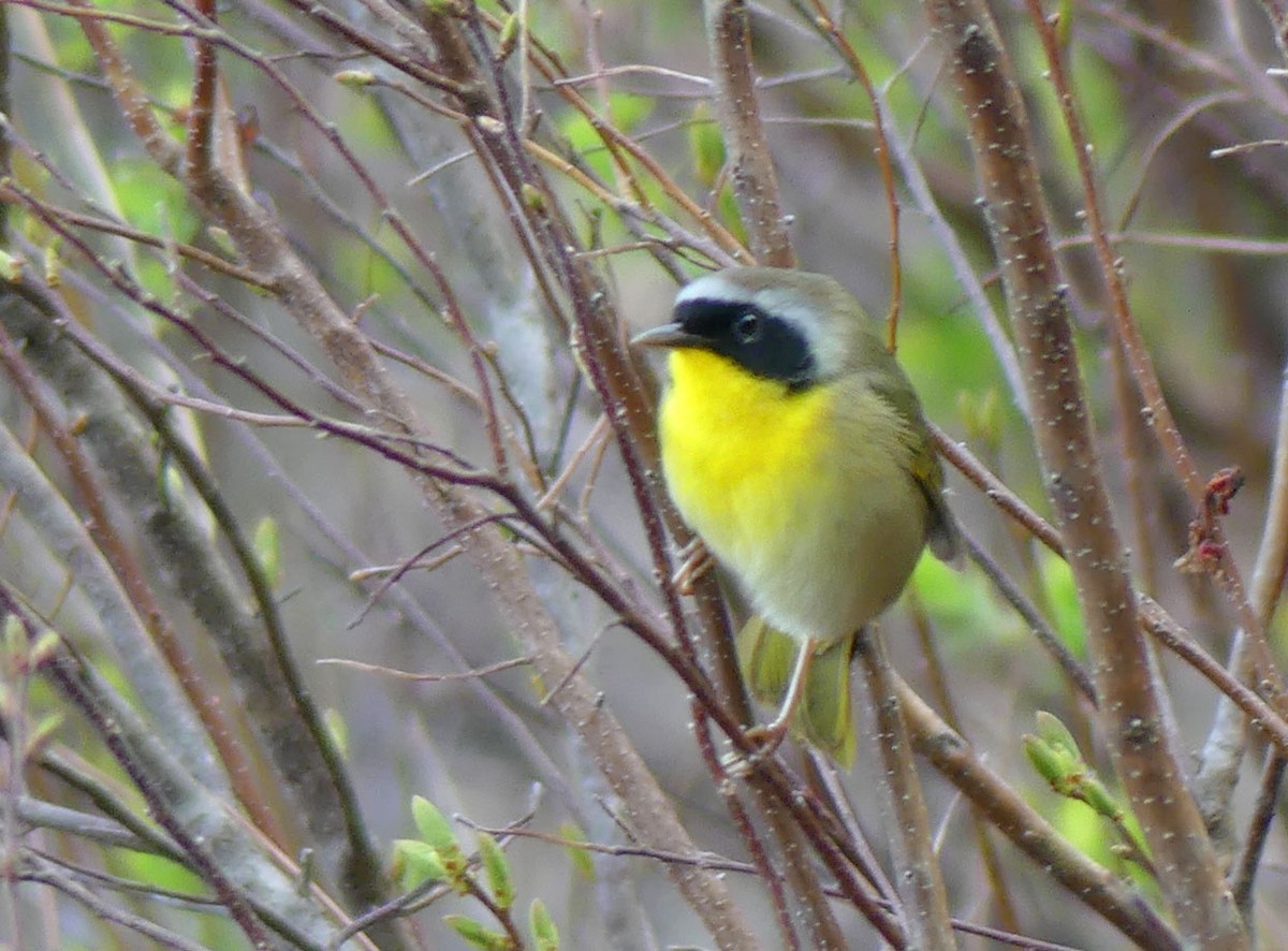 Common Yellowthroat - ML618821869