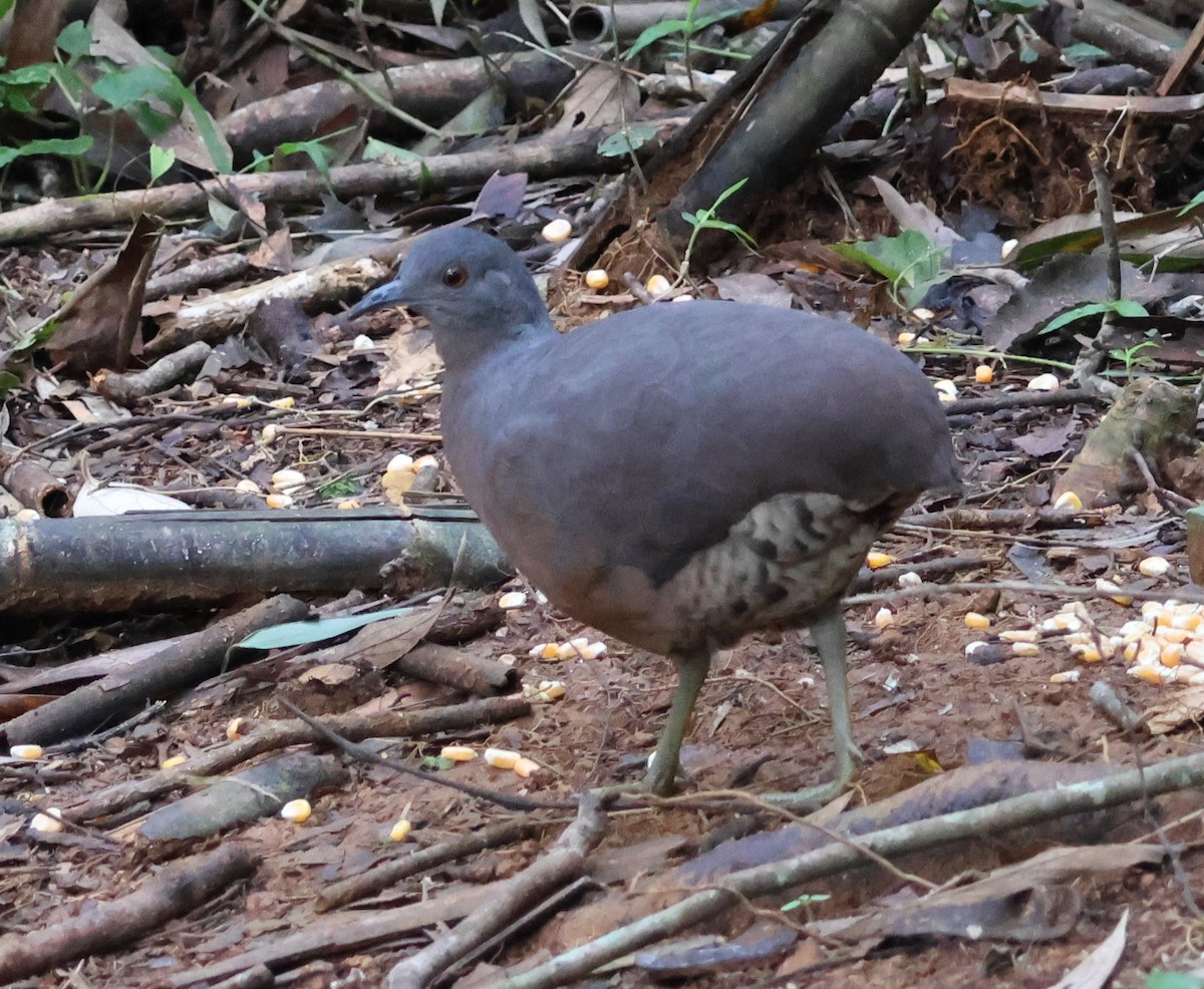 Brown Tinamou - ML618821882