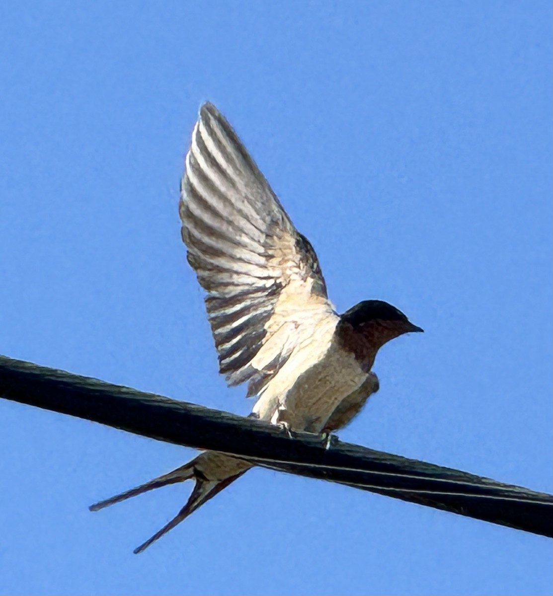 Barn Swallow - Julie Miller-Cribbs