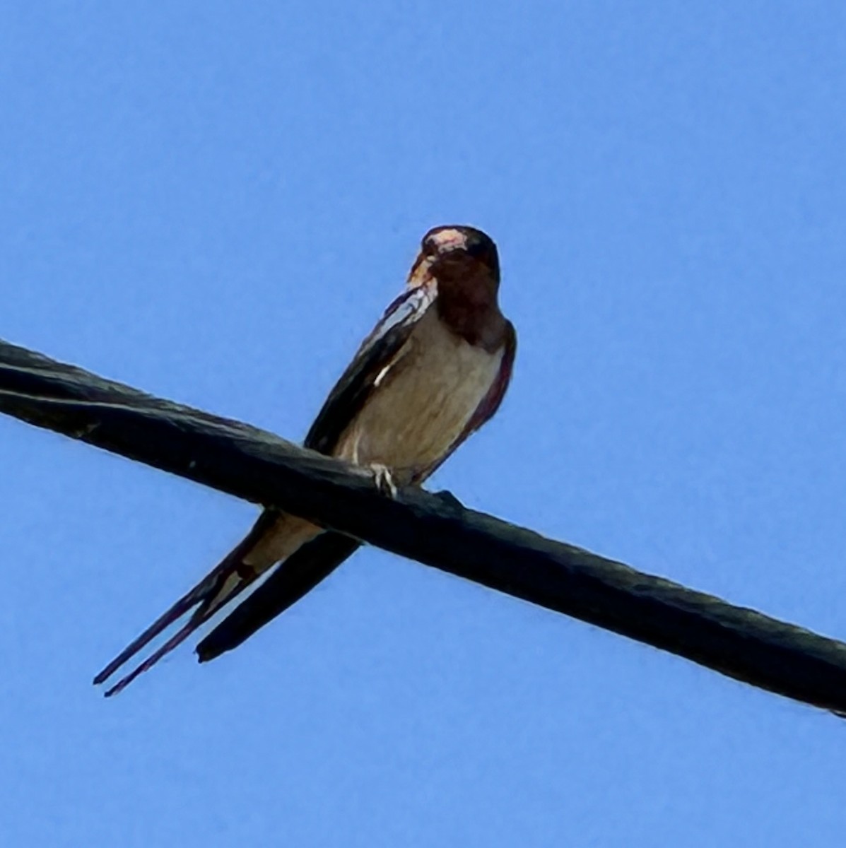 Barn Swallow - Julie Miller-Cribbs