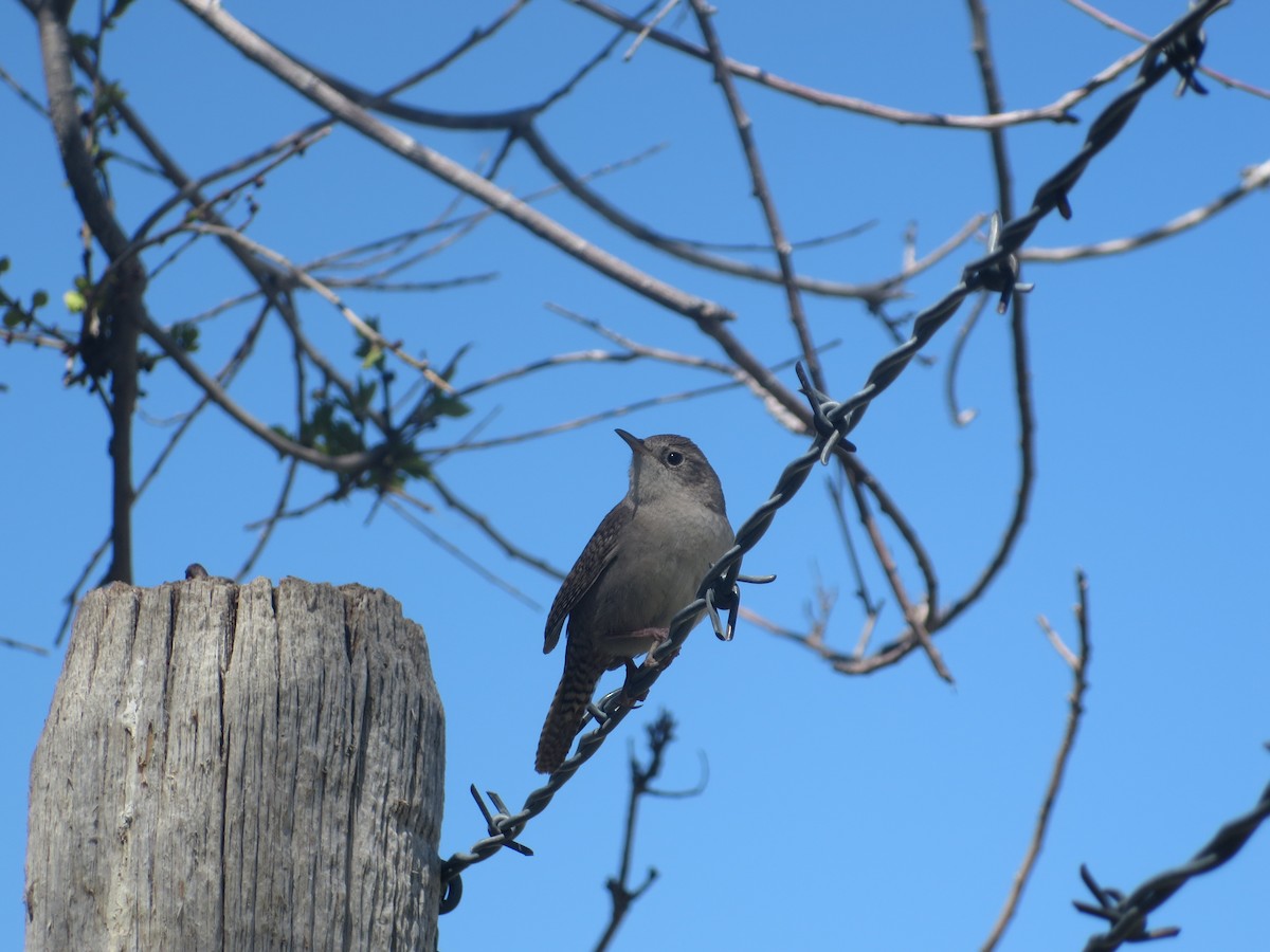 House Wren (Northern) - Dargan Jaeger