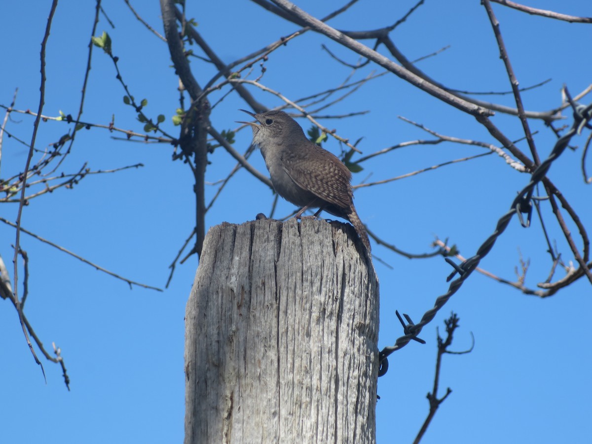 House Wren (Northern) - Dargan Jaeger