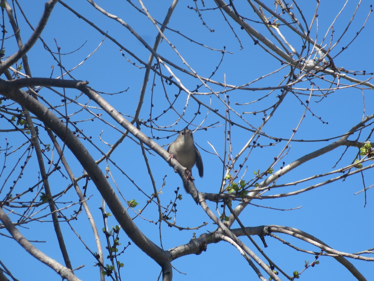 House Wren (Northern) - Dargan Jaeger