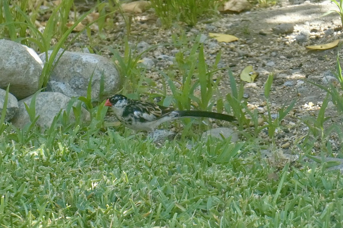 Pin-tailed Whydah - James Cherry