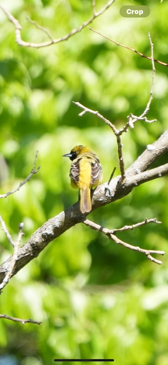 Orchard Oriole - ML618821910