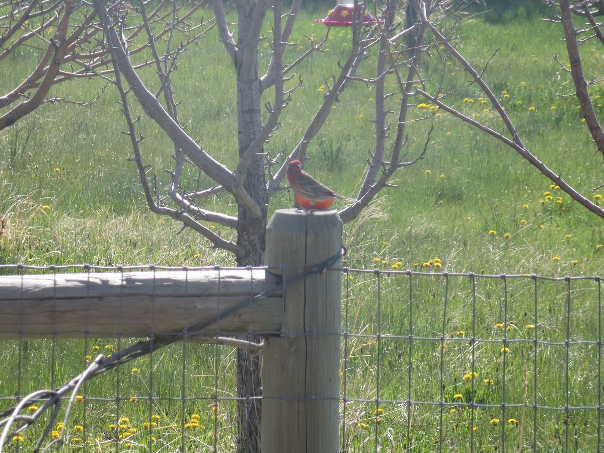 House Finch - Dargan Jaeger