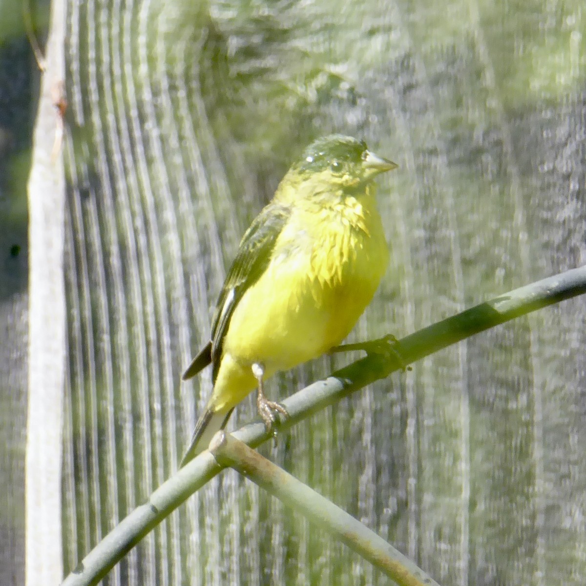 Lesser Goldfinch - Anonymous