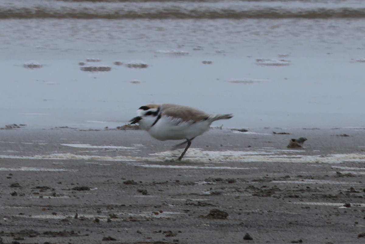 Piping Plover - Vern Bothwell