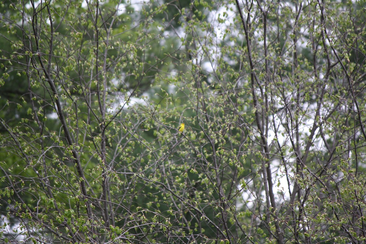 American Goldfinch - Jahnua Sahr