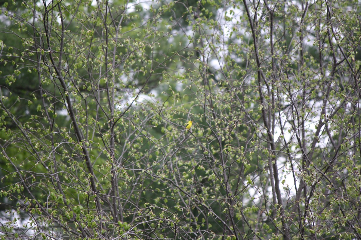 American Goldfinch - Jahnua Sahr