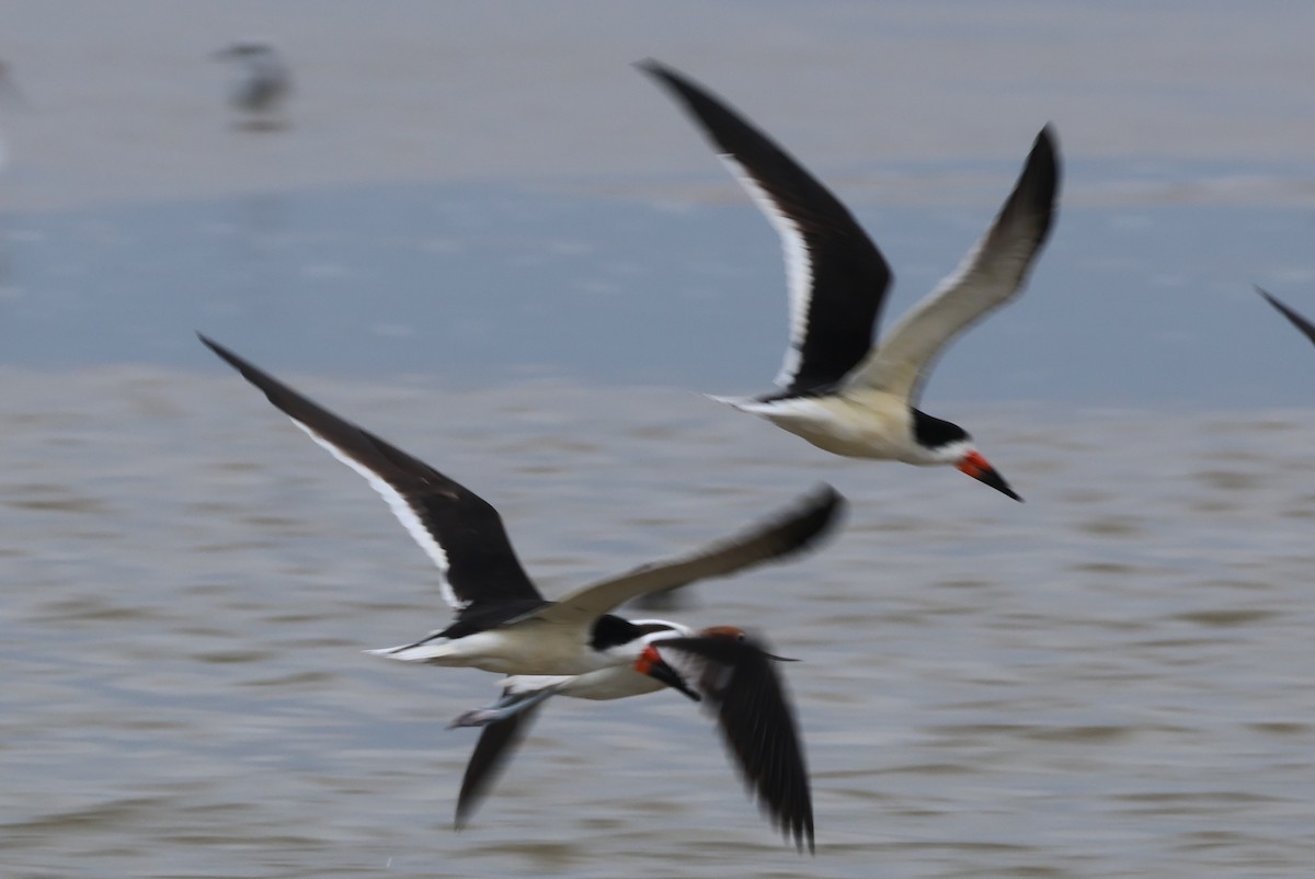 Black Skimmer - Vern Bothwell