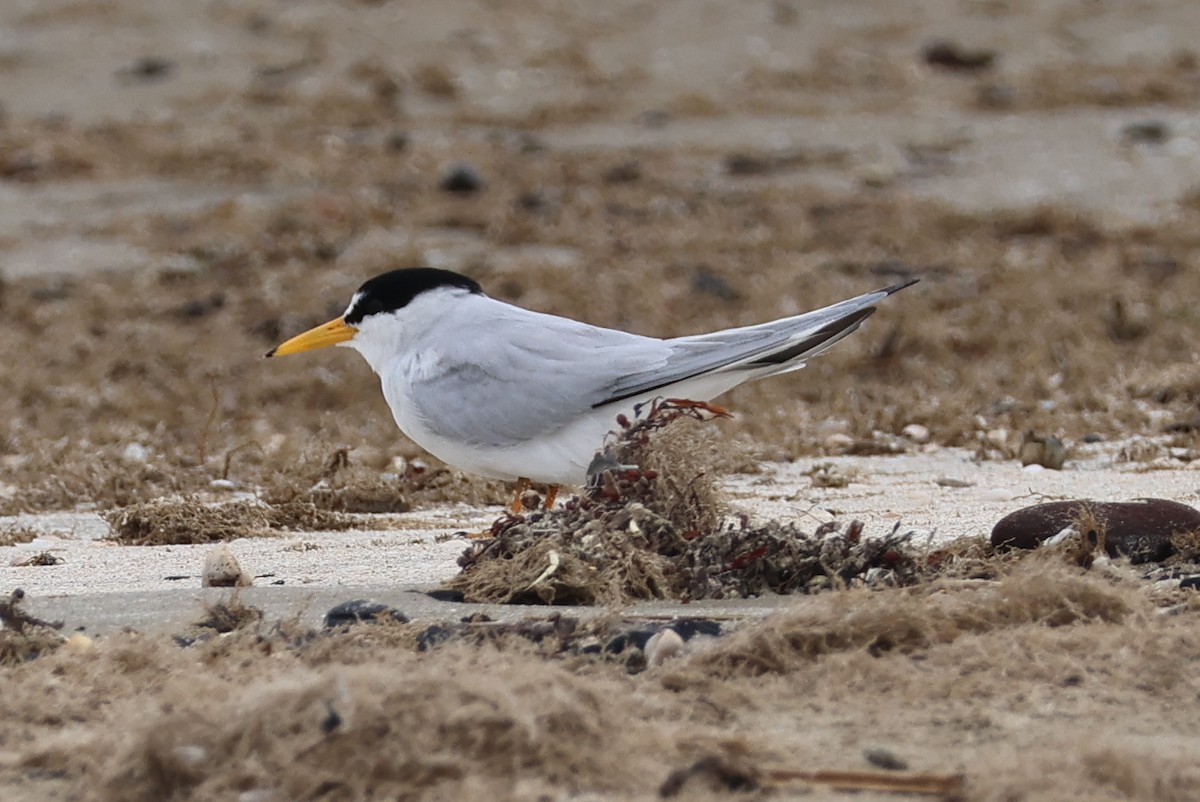 Least Tern - Vern Bothwell