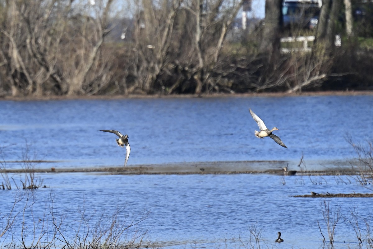 Gadwall - france dallaire