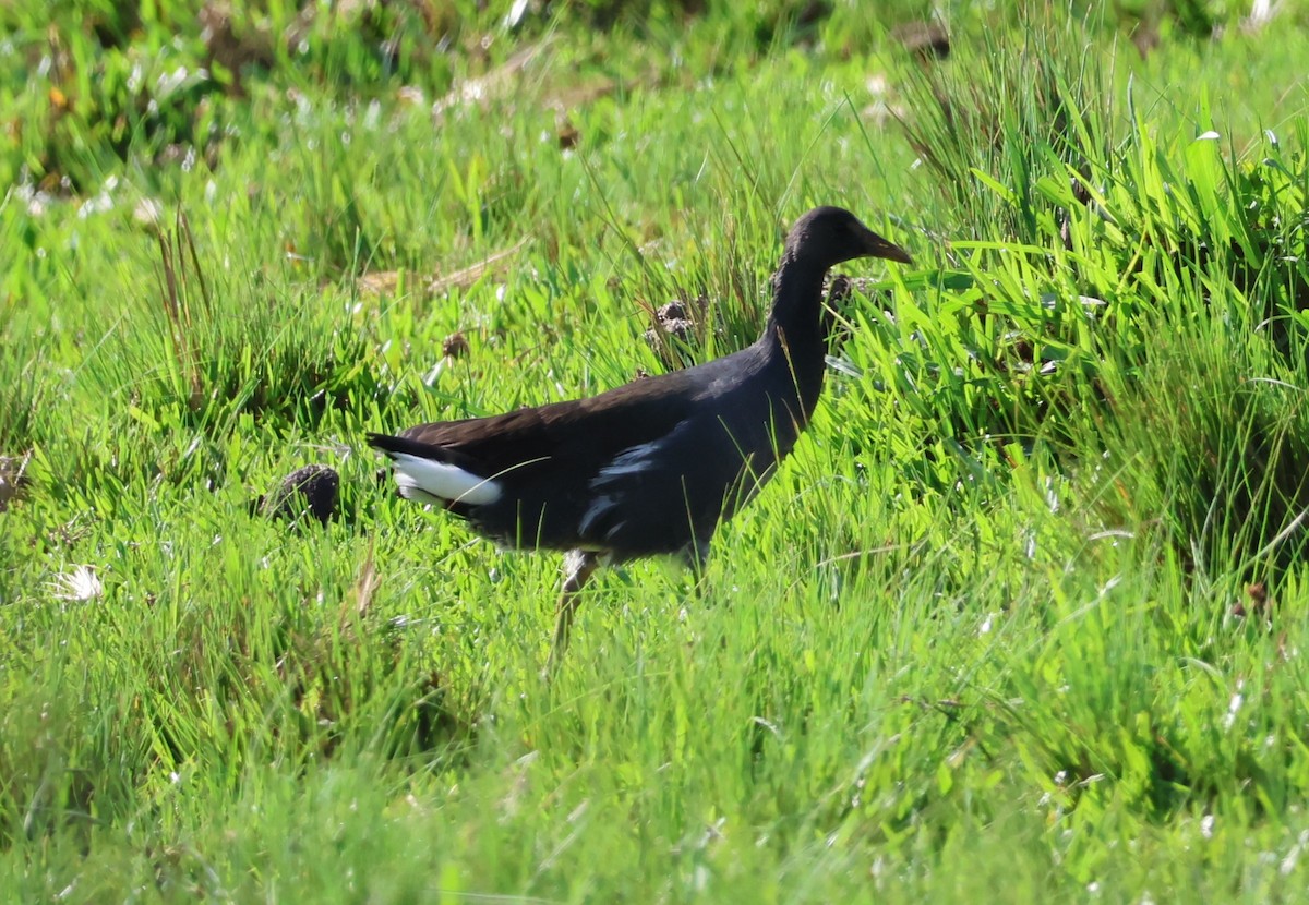 Common Gallinule - ML618821947