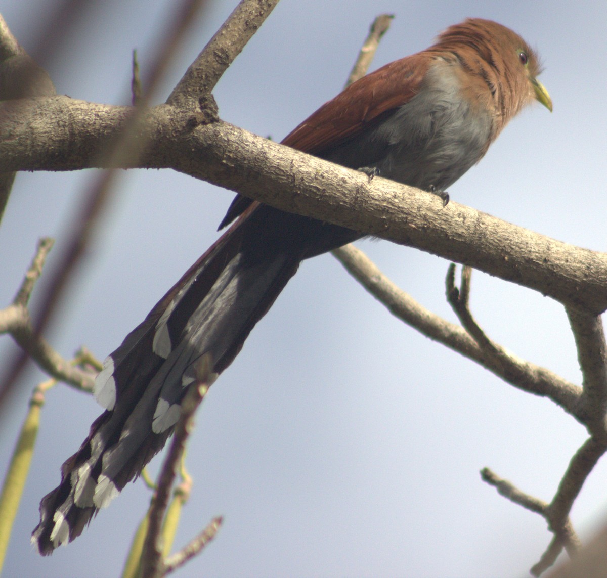 Squirrel Cuckoo - Iyok Madriz Guevara